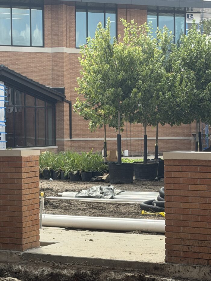 Trees in the courtyard!