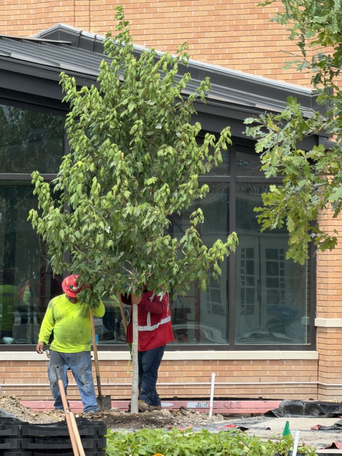 Trees in the courtyard!